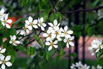 beautiful white flowers of blossoming tree