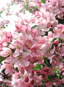 blossoming tree with beautiful pink flowers                                