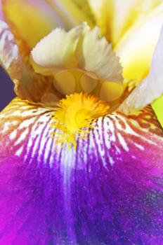 close up of beautiful iris flower