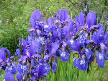 beautiful iris flowers 