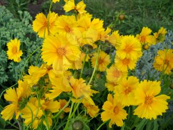 beautiful yellow flowers (coreopsis grandiflora) in summer garden