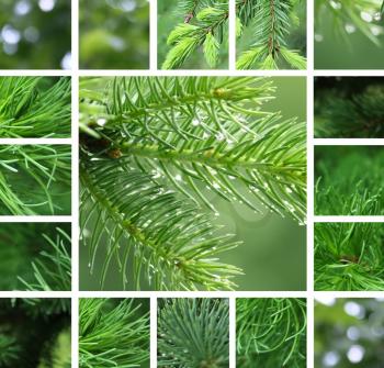 Collage of green coniferous tree with rain droplets