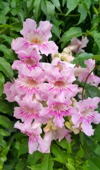 Pink Trumpet vine or Port St John's Creeper (klimop) or Podranea ricasoliana or Campsis radicans or Trumpet creeper or Cow itch vine or Hummingbird vine flowers