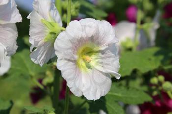 White Mallow flowers on a sunny day