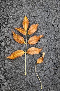 Autumn bright leaf on asphalt texture
