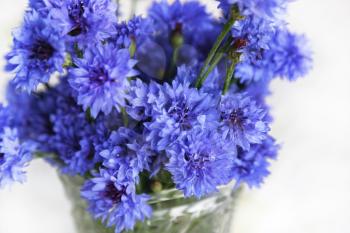 Bouquet of blue cornflowers on white background