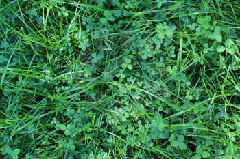 Green background with fresh green grass and clover leaves