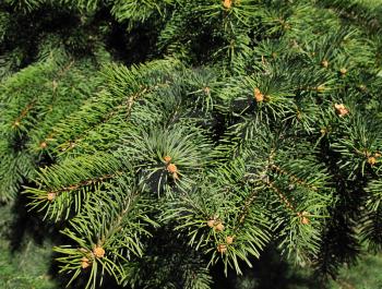 Closeup of pine branches