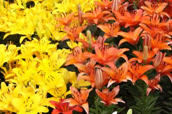 Natural bright background with colorful lilies