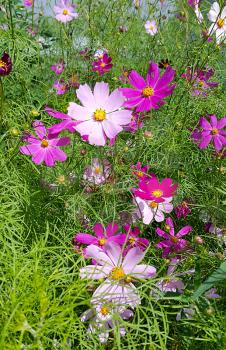 Beautiful Cosmos flowers summer background