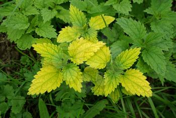 Green stinging nettle (urtica dioica) closeup natural background