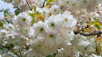 Branch of blooming spring tree with beautiful white flowers