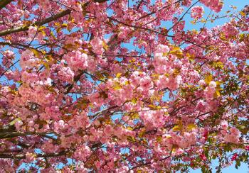 Beautiful flowers of japanese cherry blossom - Prunus serrulata tree flowers
