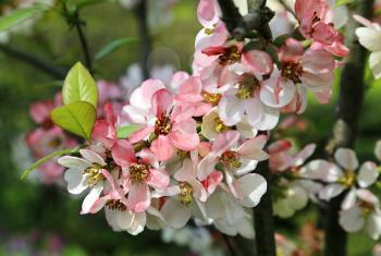 Closeup of beautiful flowers of spring bloom tree