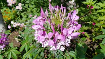 Pink Cleome or spider flower in the garden
