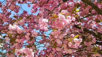 Beautiful flowers of japanese cherry blossom - Prunus serrulata tree flowers