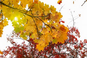 Bright yellow and red beautiful branches of autumn trees