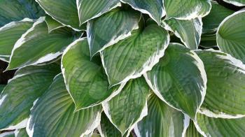 Beautiful bright green and white leaves of hosta 