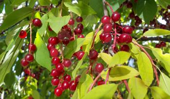 Closeup of bright berries of bird cherry