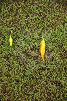 Close-up of chili peppers on grass, Mussoorie, Dehradun District, Uttarakhand, India