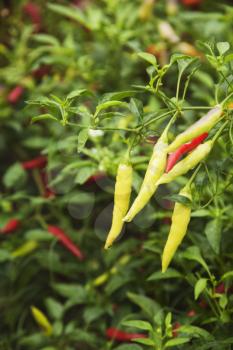 Close-up of chili pepper plants, Mussoorie, Dehradun District, Uttarakhand, India