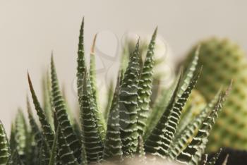 Close-up of an Aloe Vera plant, Gurgaon, Haryana, India