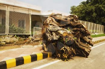 Root of an uprooted tree at the roadside, New Delhi, India