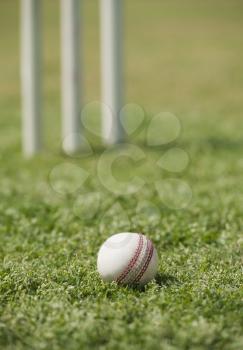Close-up of a cricket ball on grass