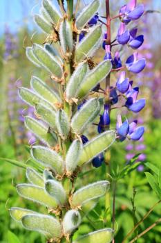 lupines