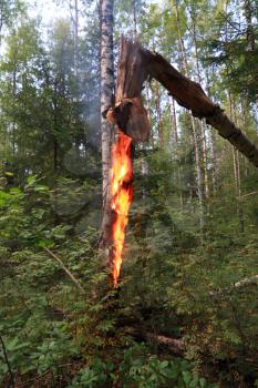 fire in wood