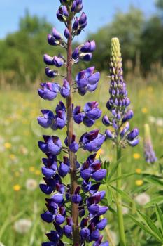 blue lupines on spring field