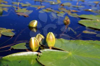 water lilies on small lake