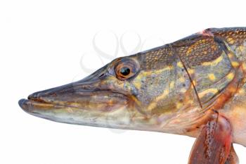 pike head on white background