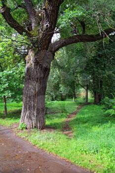 oak in park