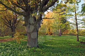 old oak in autumn wood