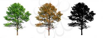 silhouette  oak on white background