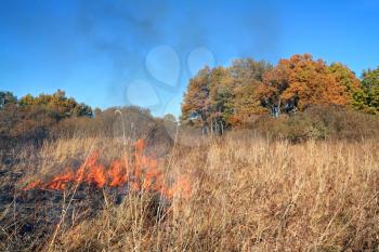 fire in herb near oak wood