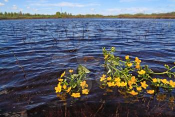 field flowerses in river water