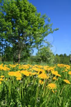 yellow dandelions on green field 