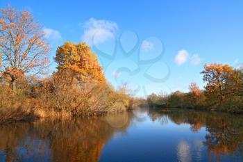 autumn wood on coast river