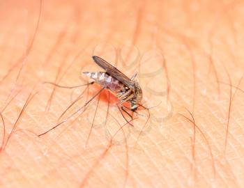 big midge on human hand