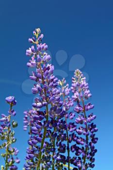 blue lupines on summer field