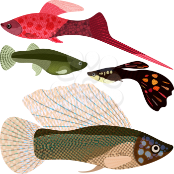 Set viviparous fishes aquarium: sword-bearer, guppy, poecilia velifera, EPS10 - vector graphics.