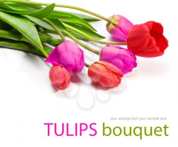 Tulipa Stock Photo