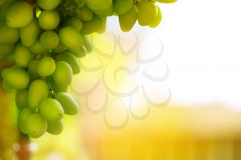 soft light on bunch of grapes