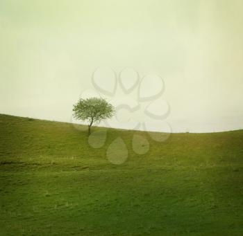 alone tree on meadow