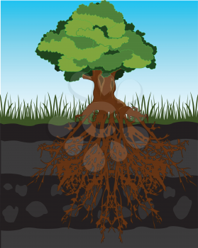 The Big tree and root in ground.Vector illustration