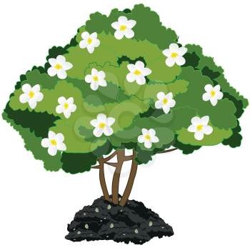 Vector illustration of the flowering green bush on white background