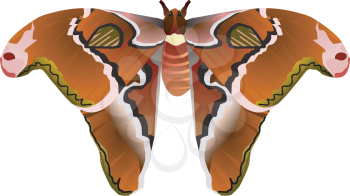 Royalty Free Clipart Image of a Butterfly With Distinctful Details