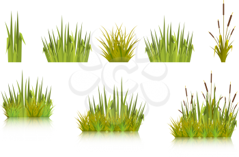 Color vector image of a green reeds grass and a number of coast plants on a white background. Illustration of spring sprouts and weeds in a pasture or garden. Stock vector